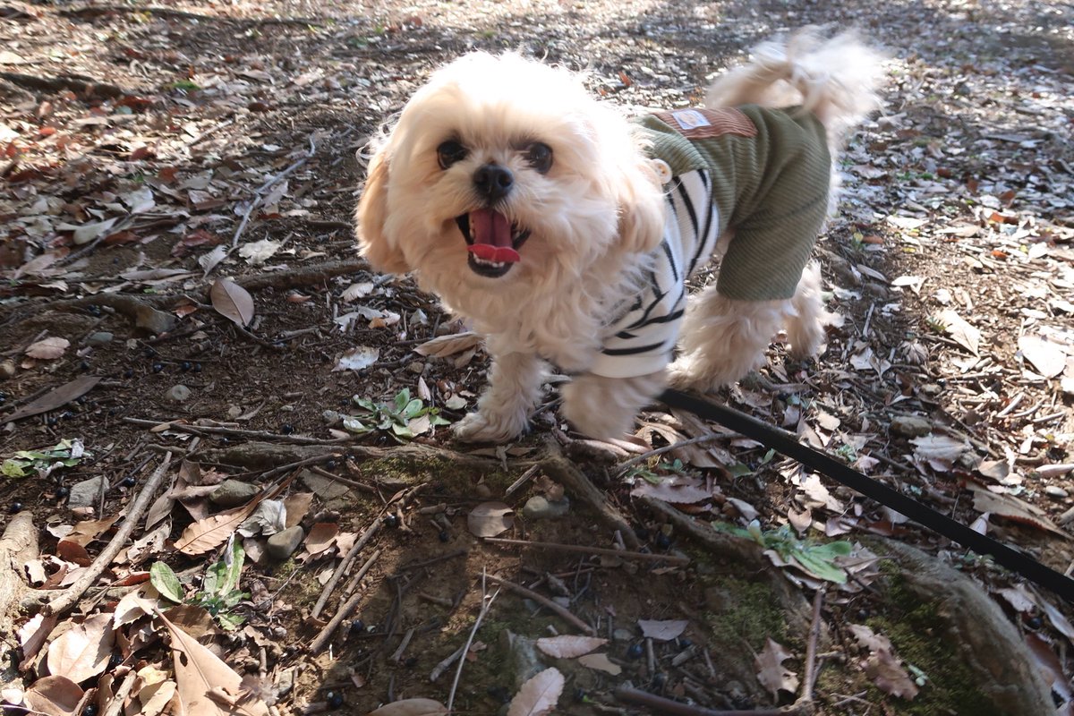 asobou_Riley's tweet photo. 秋が大好きなライリーは
ずっと、笑ってる🍂

ツナギがよく似合ってて、かわいいね

#ペキプー #ミックス犬 #犬のいる生活 #dog https://t.co/j5WKwazz39