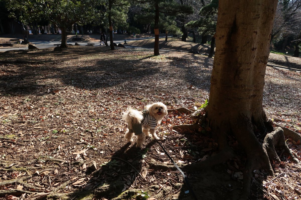 asobou_Riley's tweet photo. 秋が大好きなライリーは
ずっと、笑ってる🍂

ツナギがよく似合ってて、かわいいね

#ペキプー #ミックス犬 #犬のいる生活 #dog https://t.co/j5WKwazz39