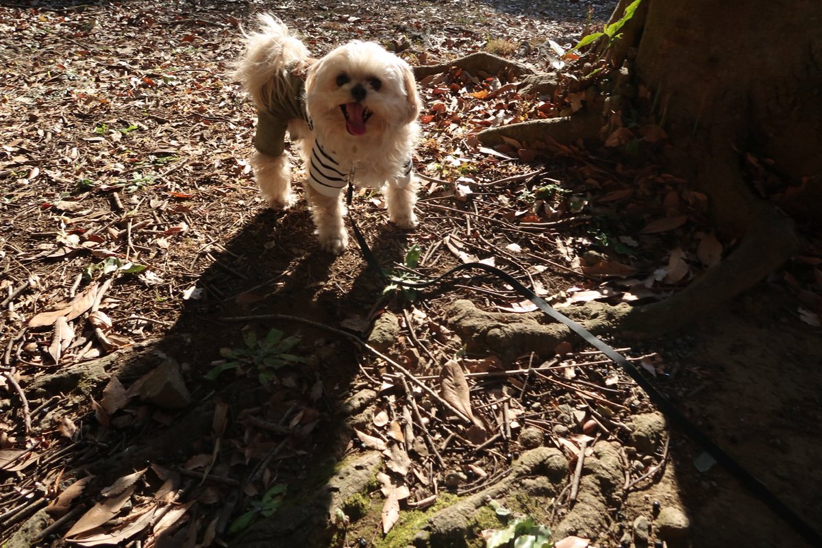 asobou_Riley's tweet photo. 秋が大好きなライリーは
ずっと、笑ってる🍂

ツナギがよく似合ってて、かわいいね

#ペキプー #ミックス犬 #犬のいる生活 #dog https://t.co/j5WKwazz39