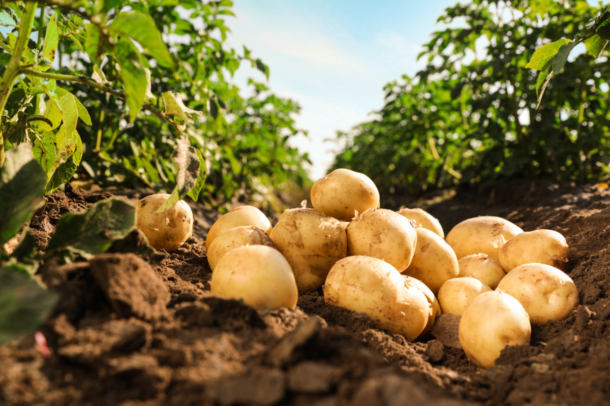 isaaa_org's tweet photo. Researchers from India have successfully developed high-amylose potatoes using #CRISPRCas9. Read details in #BiotechUpdates: https://t.co/FESOjyQiXU https://t.co/Vpf6OUnIHS