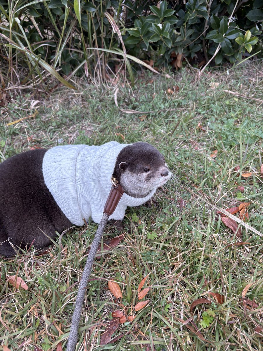 久々の公園で朝さんぽ🐾𓏸𓈒(ง ˙˘˙ )ว