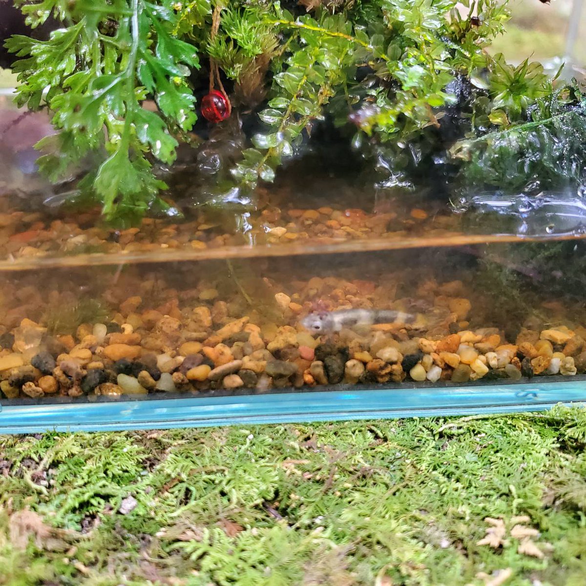 専用 ソウルさんご相談ページ 流木 流木