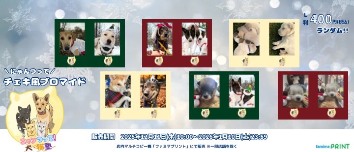 ✨✨✨本日販売開始✨✨✨ 可愛い保護犬の『にゃんつって犬猫塾