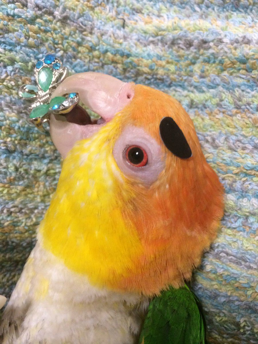 右クリック(2025年度キタアオジタ販売中) (@Migi_c) / Posts / X