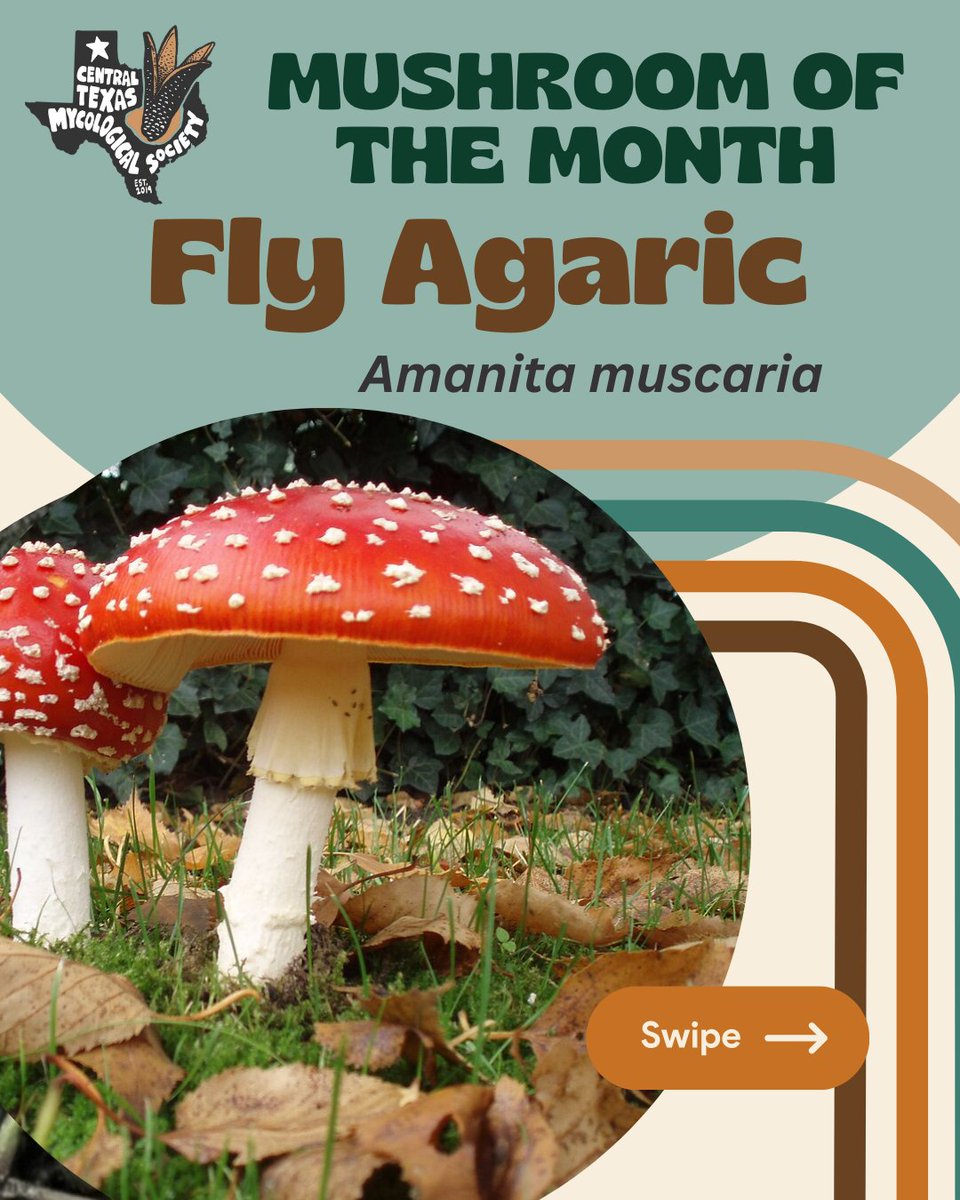 CTMSFungi's tweet photo. December’s Mushroom of the Month is the iconic Fly Agaric! 🍄 Known from Super Mario to the emoji, it’s native across the northern U.S. Dive deeper on our blog: https://t.co/G9wGmcfOlh

Congrats @ccaanndddiiccee for naming it &amp; joining the society!

#amanitamuscaria #flyagaric https://t.co/YsiTWZ7xJT