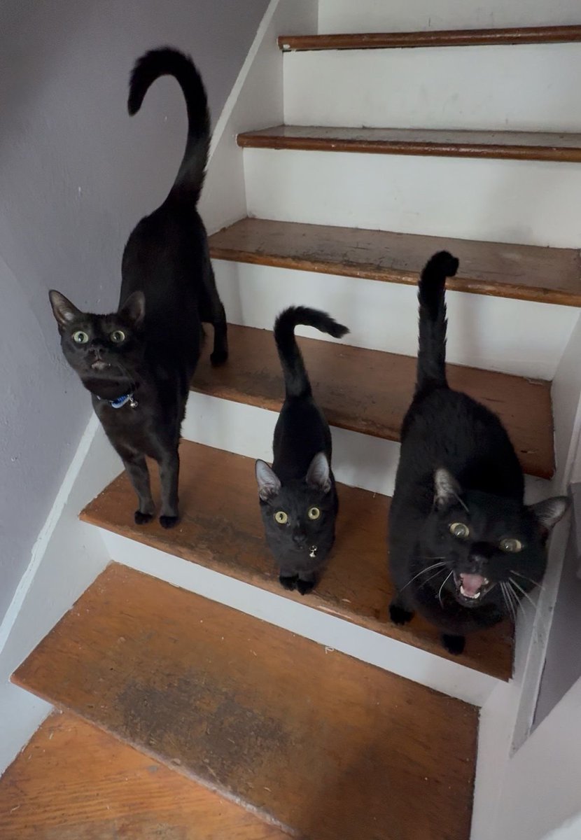 visualscat's tweet image. 