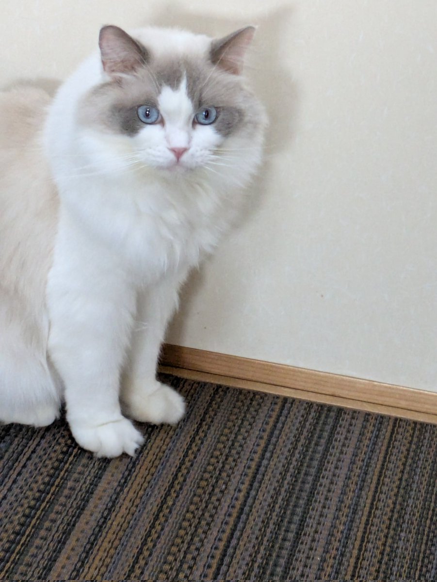 えりりんページ えりりん (@eririn_a) / Posts and Replies / X