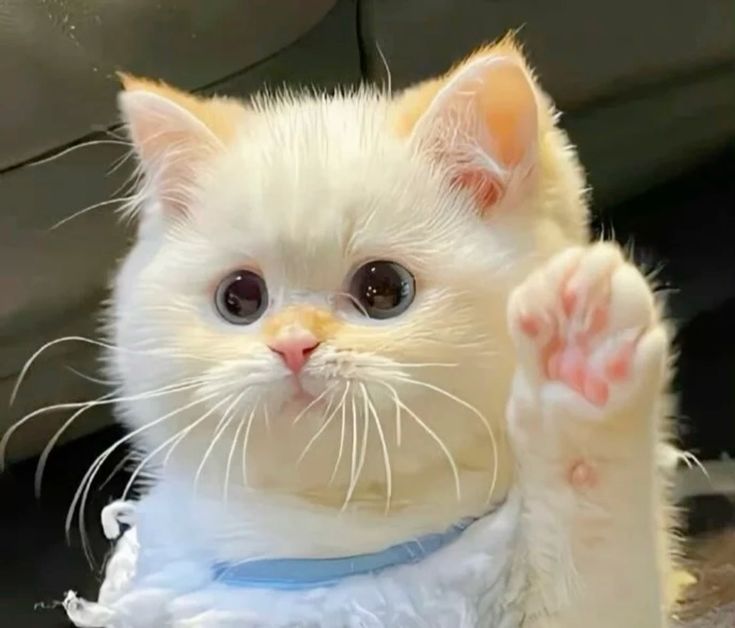 ShoutOCs's tweet image. beautiful                                me
kind
majestic 
the best
intelligent
just beautiful