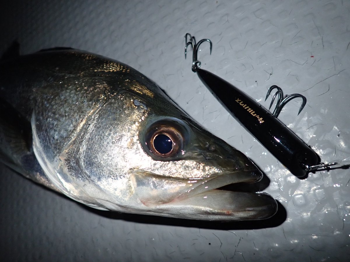 poizun1111's tweet photo. 多分ナイトゲームで一番魚釣っとるのがTKLM
#タックルハウス
#2025秋タックルハウスシーバスチャレンジ https://t.co/9RqIKm9kXW