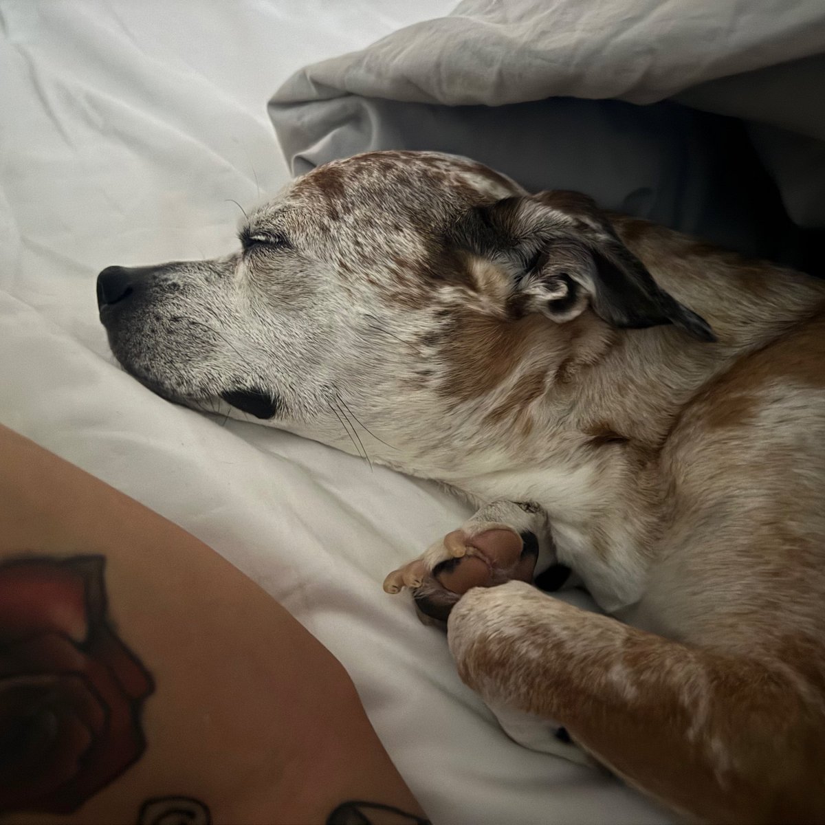 van cweef tweet media