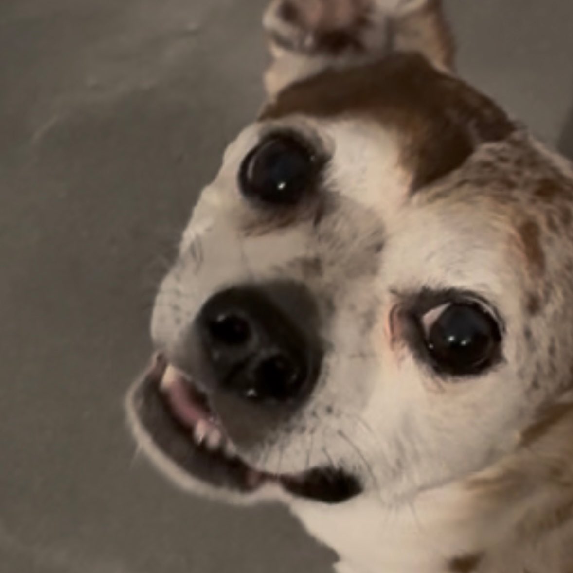 van cweef tweet media