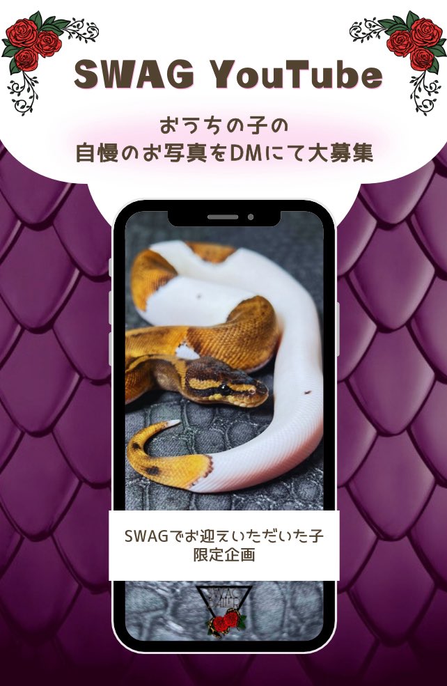 SWAGBaller0425's tweet image. ◤📸SWAGの子🌹自慢大会📸◢

ブラウンアウト・ホワイトアウト
ベビーからの\変化/が自慢の子のお写真を
DM or公式LINEで大募集🐍⚡️

▶📛名札もお送りください📛◀

お写真は、後日YouTubeで
じろー＆あまねが
色々と語りながらご紹介🤫💬

締切▶︎12/18(木)23:59📨💨

#ボールパイソン
#ballpython