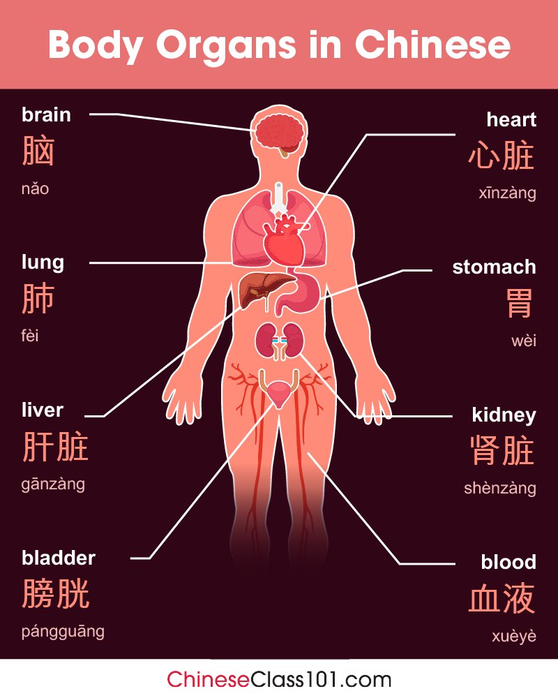 chineseclass101's tweet image. Study Body Parts in Chinese! 👁️👂 P.S. Need to master Chinese? Study here: bit.ly/4plfRbS

#BodyParts #WordsinChinese #ChineseLessons