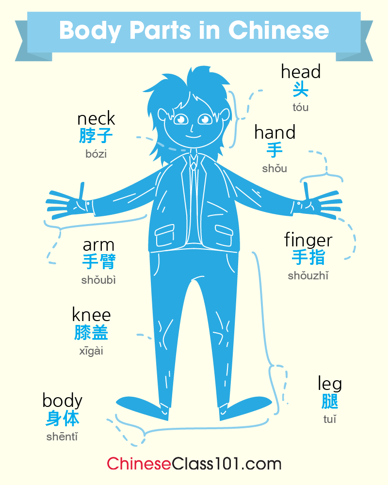 chineseclass101's tweet image. Study Body Parts in Chinese! 👁️👂 P.S. Need to master Chinese? Study here: bit.ly/4plfRbS

#BodyParts #WordsinChinese #ChineseLessons