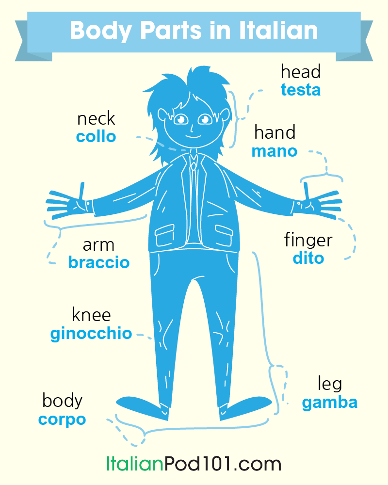 italianpod101's tweet photo. Study Body Parts in Italian! ๐๏ธ๐ P.S. Need to master Italian? Study here: https://t.co/cD5HDahDd9
#BodyParts #WordsinItalian #ItalianLessons https://t.co/KgzsFqzm3r