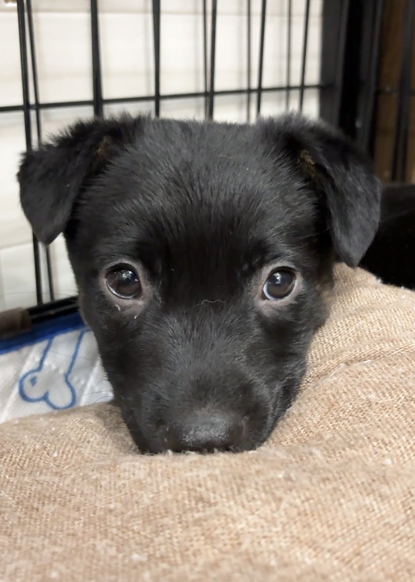 🔴拡散希望‼️里親さま緊急募集中

黒い体に白と茶色の模様がカッコいい男の子なのに応募ゼロ❗️

・人懐っこくて膝の上でヘソ天💖
・生後2ヶ月半🐶体重4.5kg
・お腹駆虫2回、トイレ訓練済
・抗菌シャンプー
・5種混合ワクチン済

どうか拡散で命を助けて下さい🙇🏻‍♂️