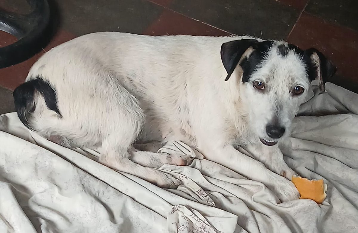 SERVICIO SOCIAL✅️
#SEBUSCA 📣
#EXTRAVIADA ‼️🆘
Ayúdenos a encontrar a esta perrita, se perdió ayer martes 9 de diciembre en Zaragoza, la libertad, por la noche responde al nombre "petunia"
+503 7655 1423