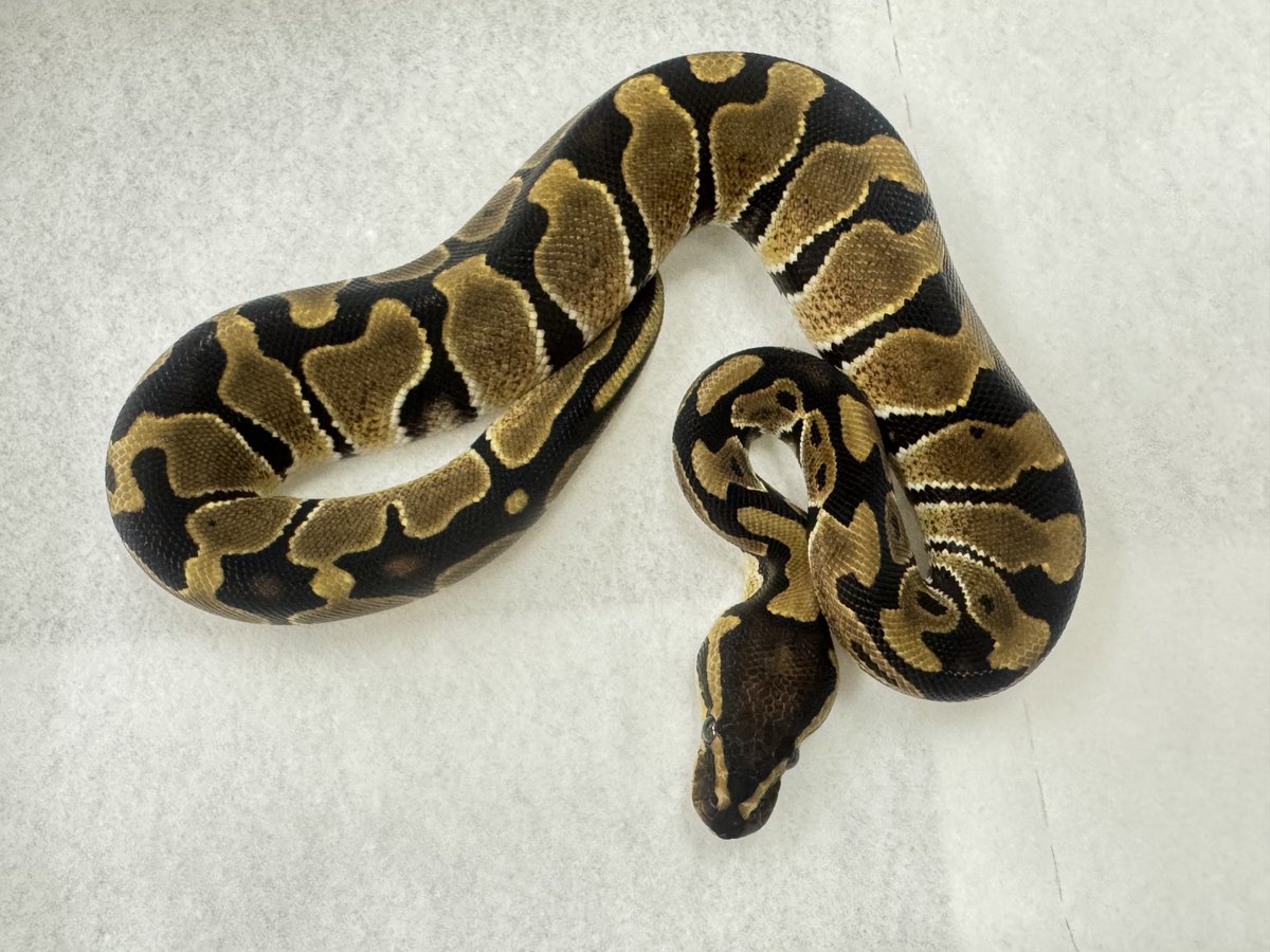 hyperion (@hyperion_004) / Posts / X