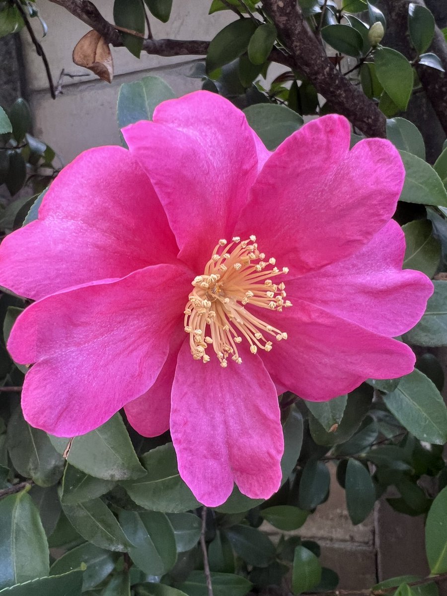 おはようございます 今日は朝から曇り空 雨は無いかなと思うのですが