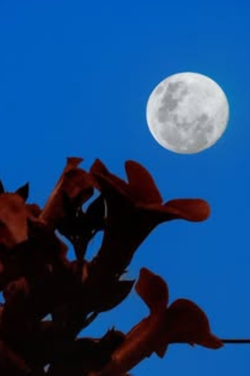 Esta foto la tomé con celular 
#lunablanca