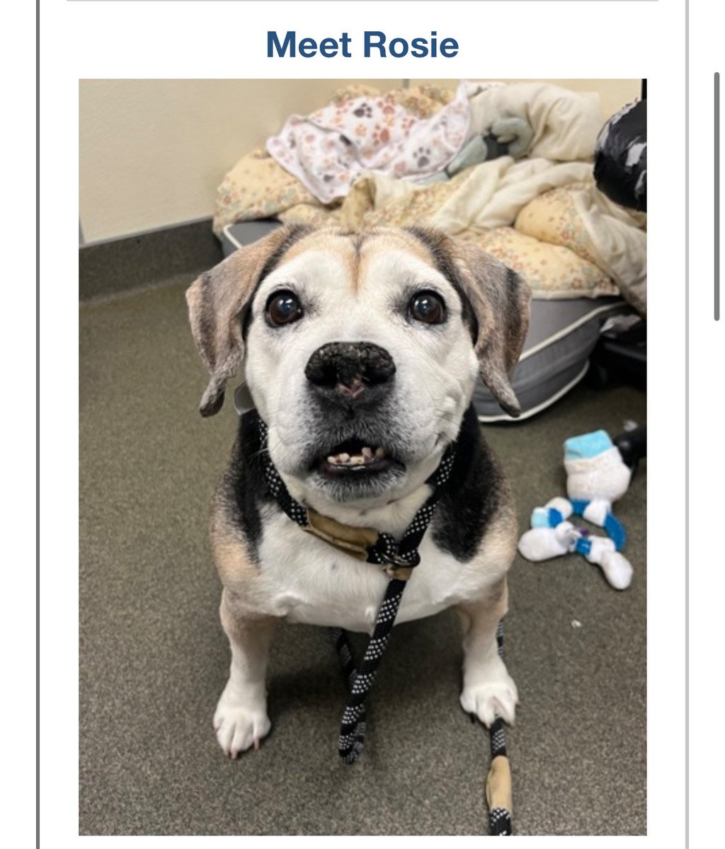 BetsToBellyRubs's tweet image. Ladies and Gentleman! 

We have officially helped our first dog!!

We sponsored the adoption of Rosie, a 10 year old Beagle mix at the Franklin County Adoption Center in Ohio! 

We know Buckets didn't make a ton betting today - but we had to have something special for day 1 ☺️