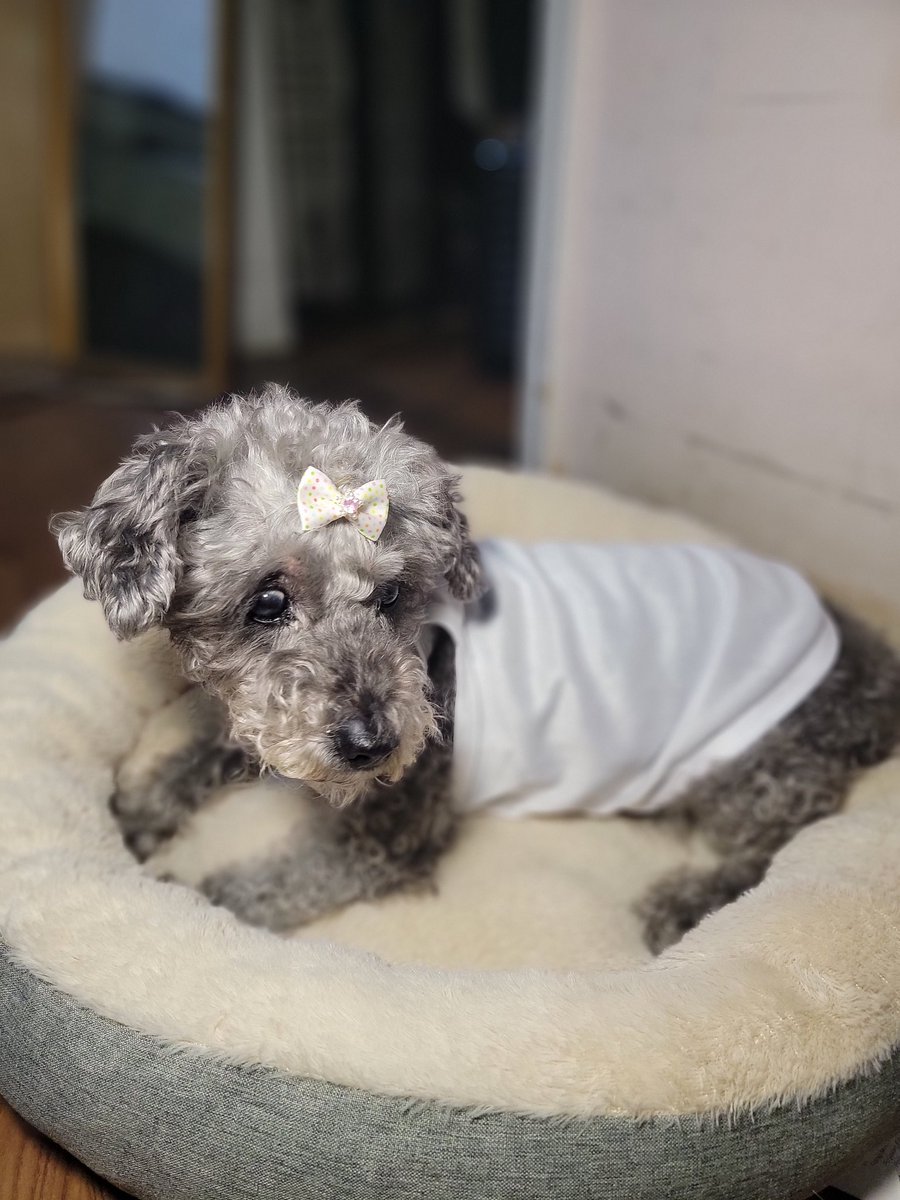 Today's the day! 🎉🎂🎊 Happy 17th birthday to my beloved Bella! 🐾🩶 Seventeen years of snug cuddles, sloppy kisses, and unconditional love. You're the queen of my heart, Bella! 🐾🤍 #BellasBirthday #DogMom #SeniorDogsRock