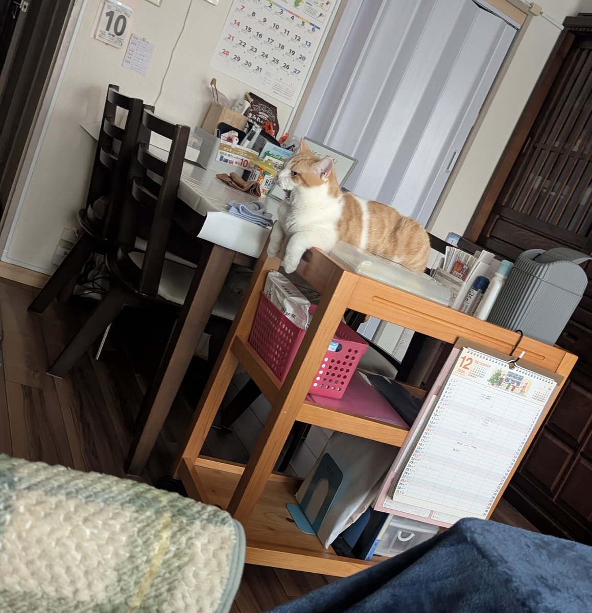 ともりん ともりん( ´ω`)つ🇯🇵 (@tomorin76) / Posts / X