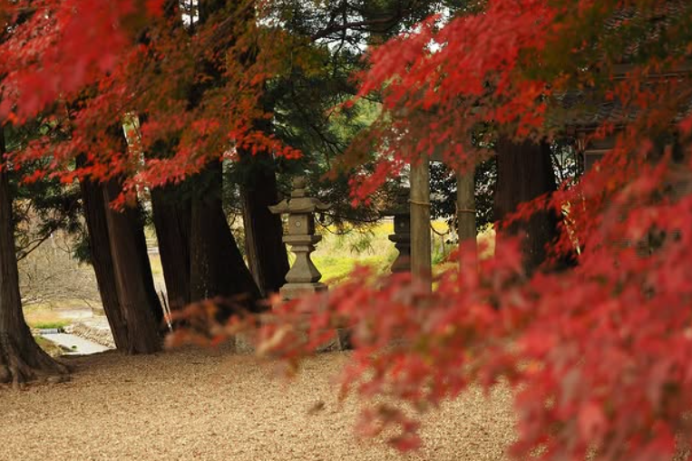 NEOLD_PH's tweet photo. In Yoshino, where NEOLD Private House is located, the red maple leaf season will last until the middle of December this year. https://t.co/nAu2tduQ6L
#NeoldLuxury #Neoldprivatehouse #luxurylifestyle #autumninjapan2025 #travelindustry #luxuryhospitality #Yoshino #narapark  #luxury https://t.co/G78mqZyayQ
