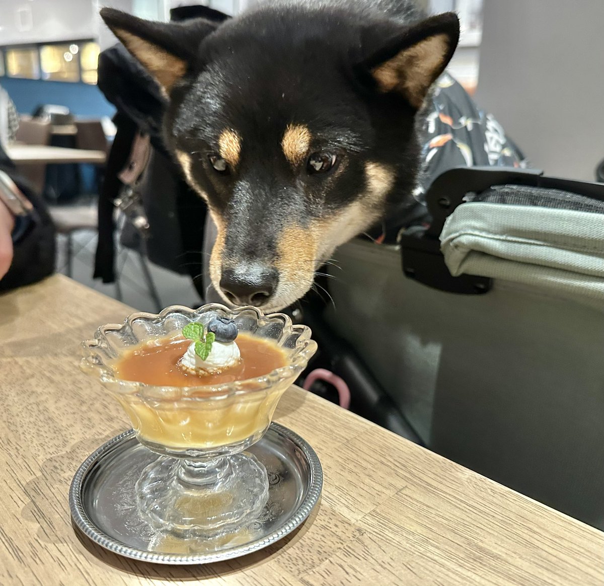 くろしば むぎ (@mugimugi_38) • Instagram photos and videos