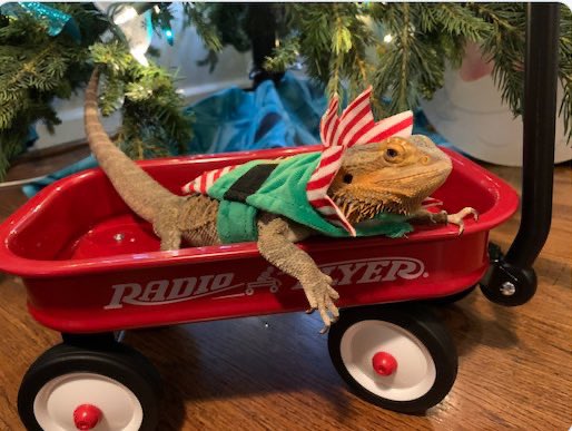 Agatha Chocolats tweet media