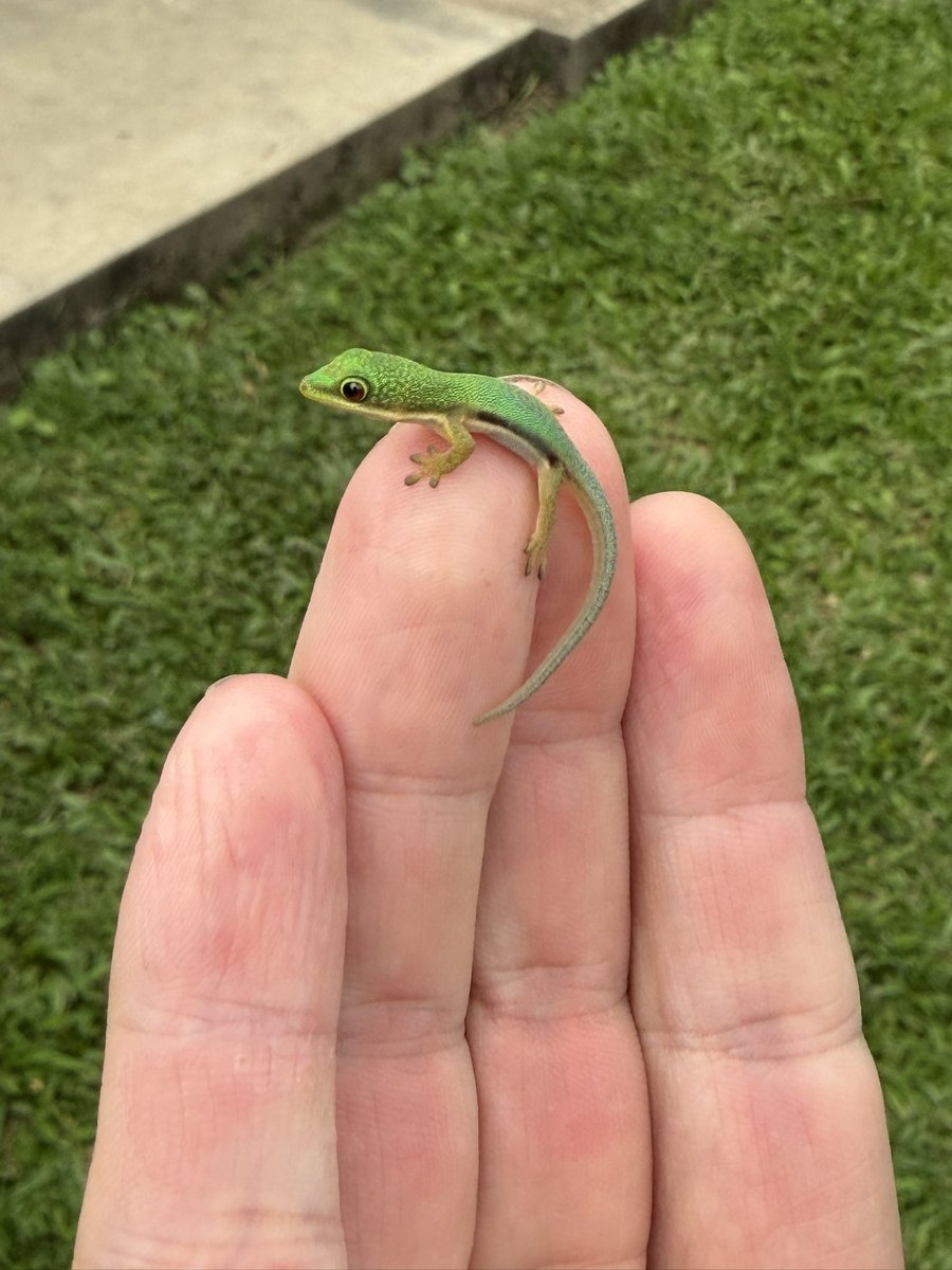 ヒルヤモリ ゆう様 ヒルヤモリ