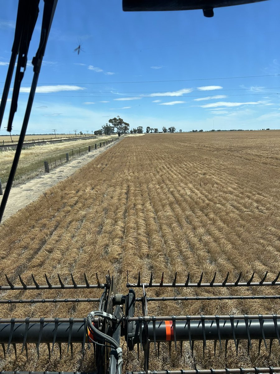 Thomas Vearing tweet media