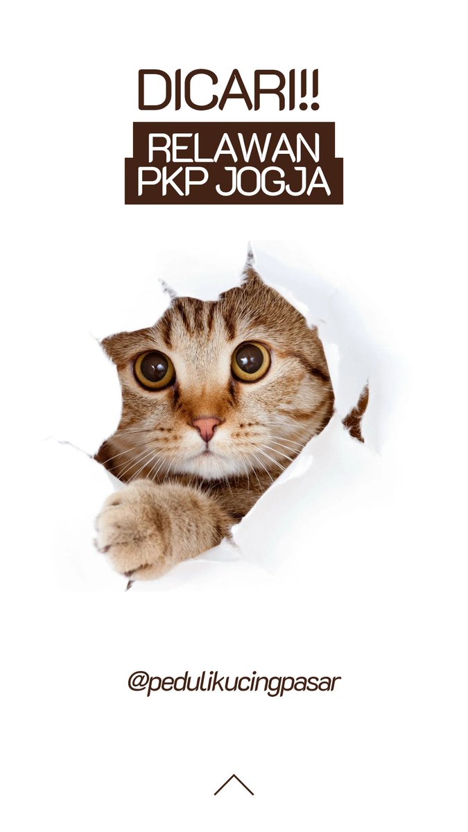pkpjogja's tweet photo. Dicari relawan untuk menjadi bagian keluarga peduli kucing pasar yogyakarta, untuk informasi lainnya, bisa dm ke X atau instagram tertera. Can't wait to see you ❤

#pedulikucingpasar
#adoptdontshop
#yogyakarta https://t.co/T0Up3TpXu8