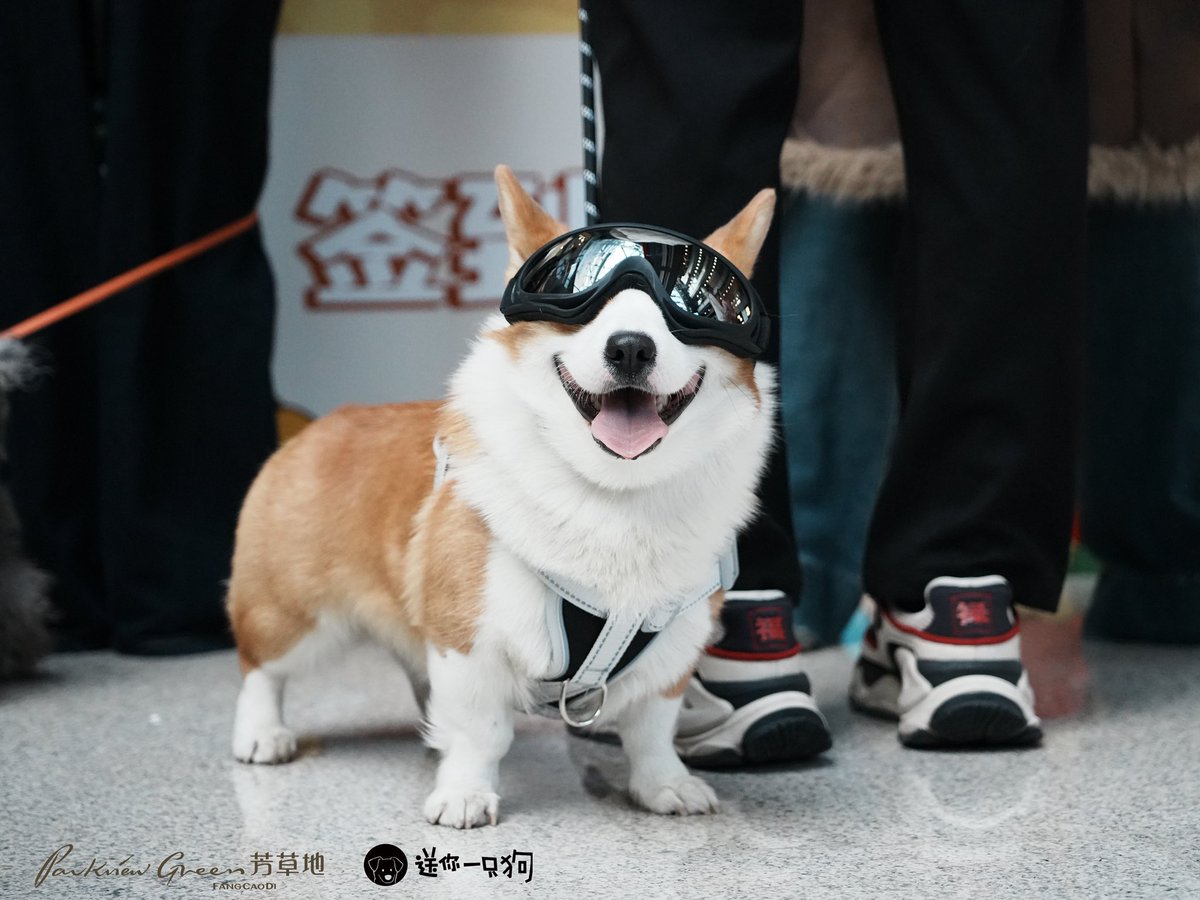 北京夫妻主 tweet media