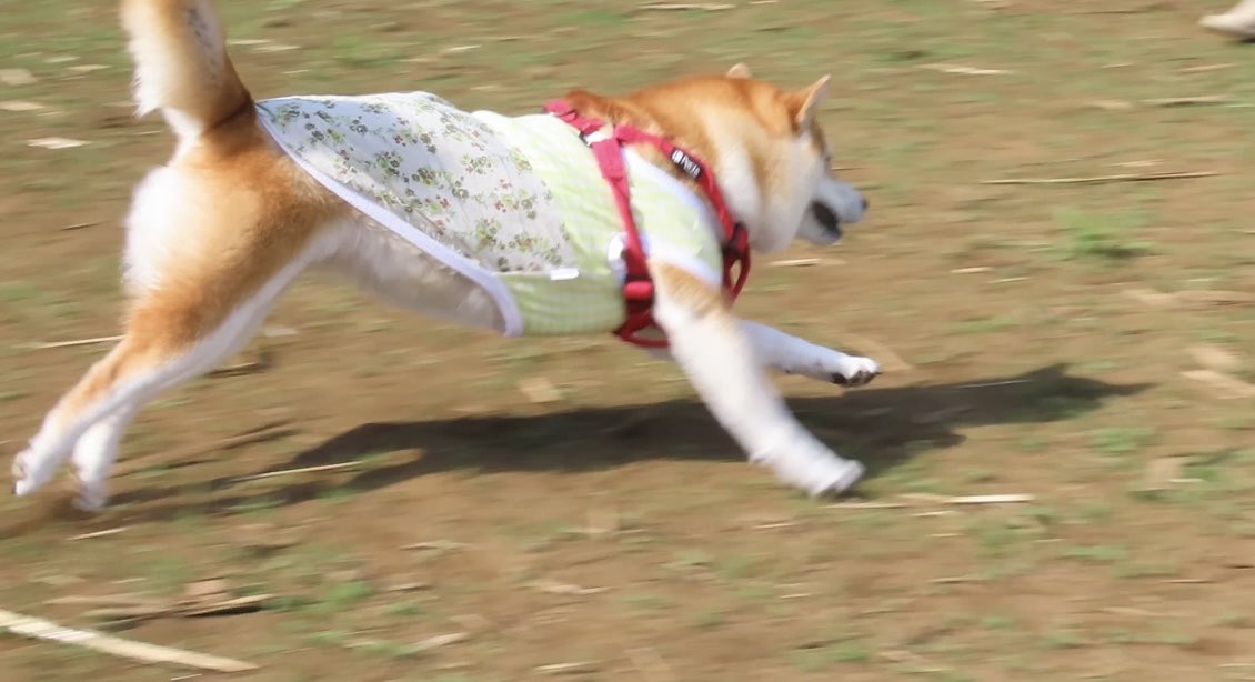元気に走ってる姿は癒し🐶 #柴犬 #犬のいる暮らし #ドッグラン #しばけん