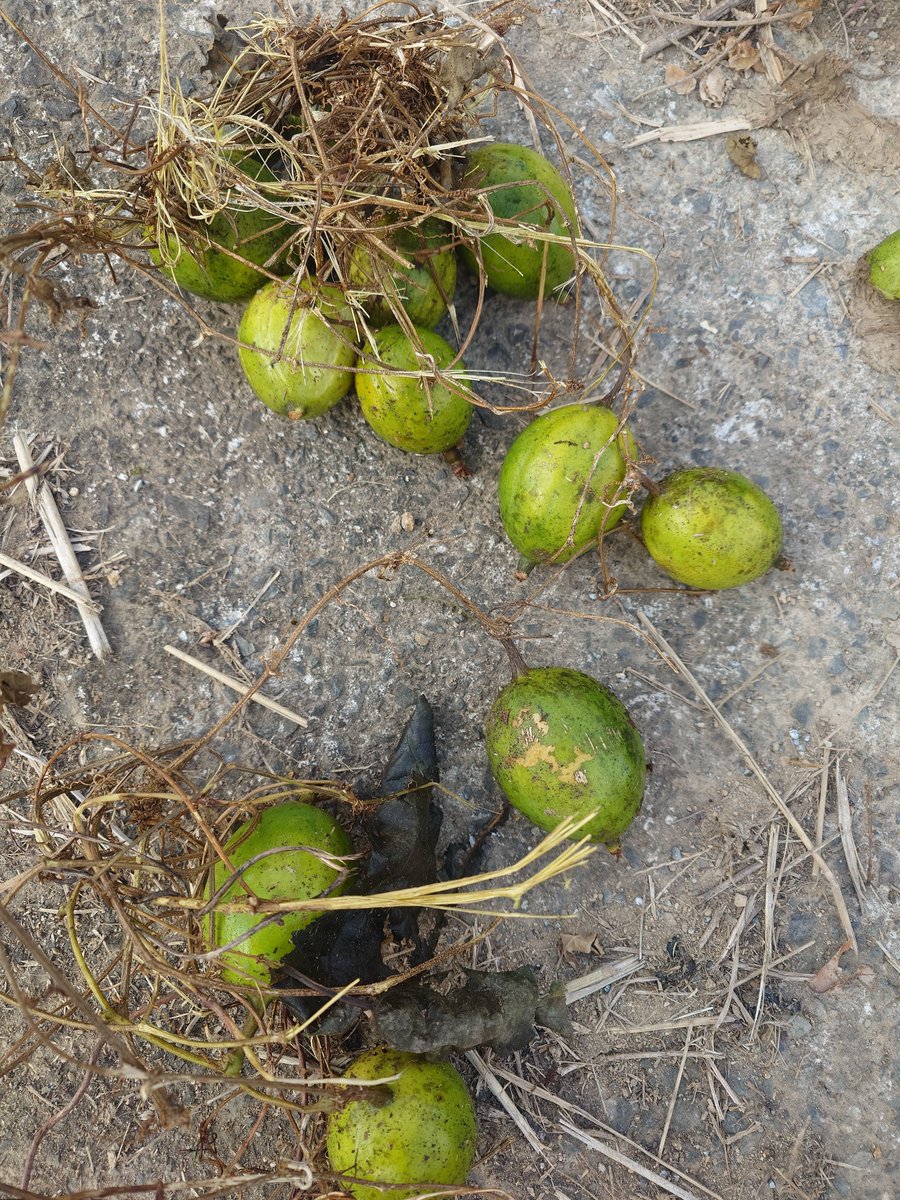 ヒロちゃん (@hiro_sbg) / Posts / X