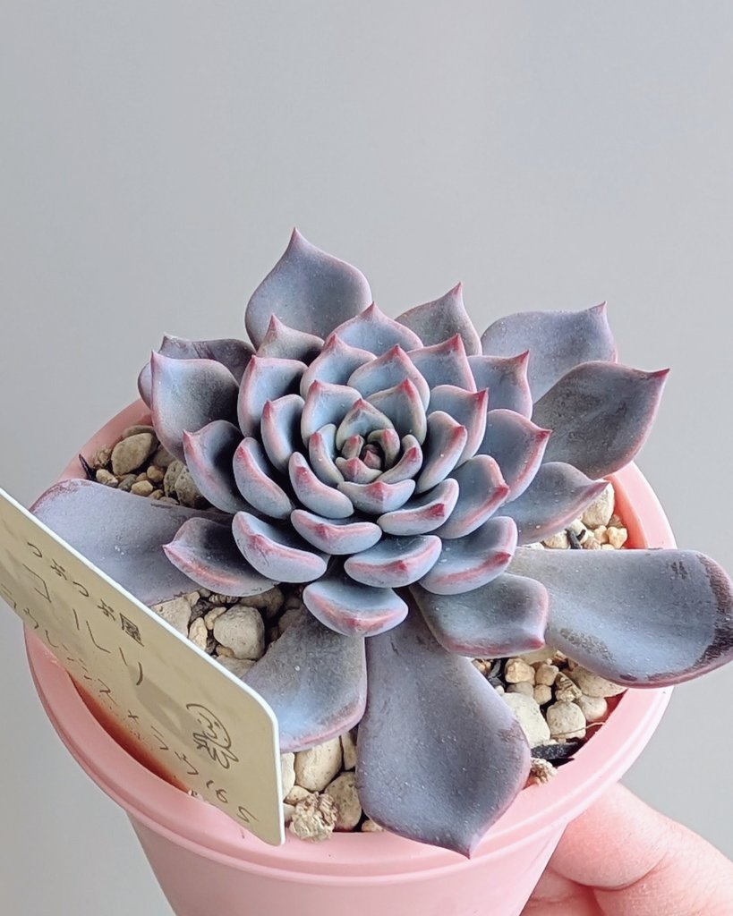 つぶつぶ屋✡️花芽付き 子株付き チュン✡️ 多肉 抜き苗 つぶー 寄せ植 つぶつぶ屋✡️花芽付き 子株付き チュン✡️ 多肉 抜き苗 つぶー 寄せ