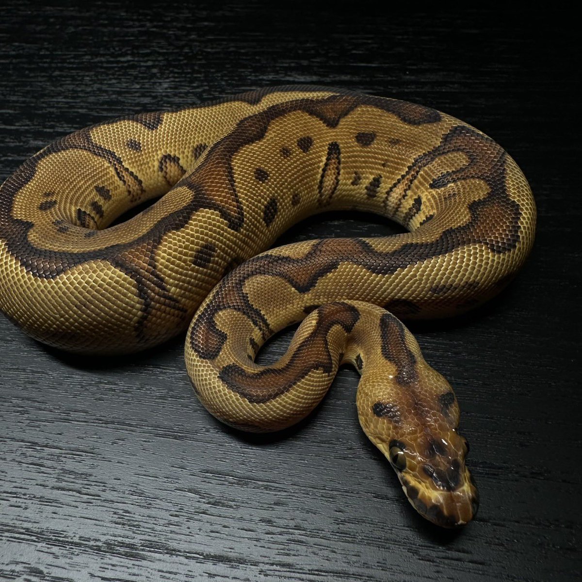 Dnasty0014Y3l's tweet image. #YBCB
#YellowBenjamin
#BallPython
#ボールパイソン
#YB
Enchi YB Gene-x Clown het Pied