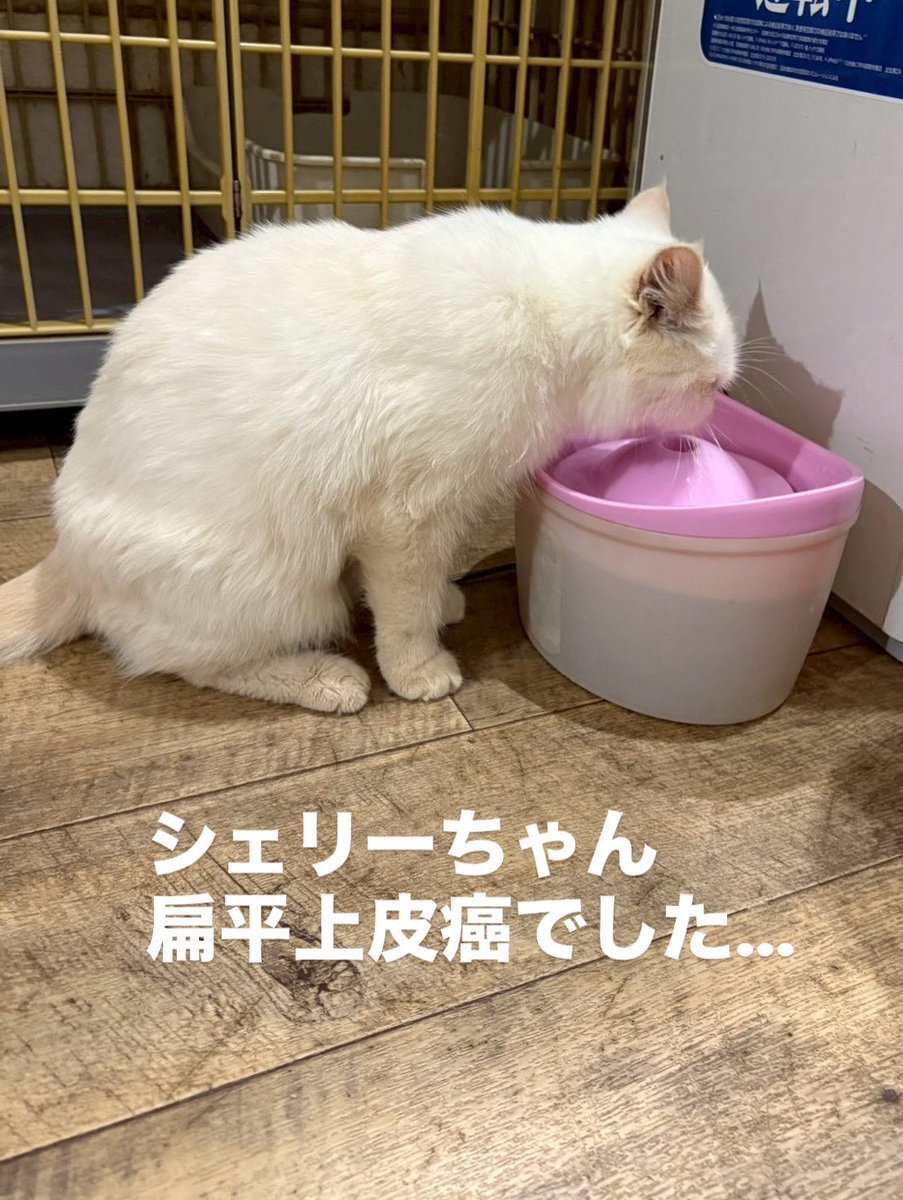 連休ありがとうございました。 一昨日はレスキュー 昨日はその子達の