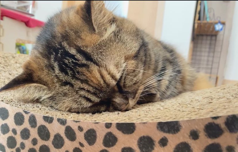 ばたんきゅー
 #猫のいる暮らし
 #姉猫