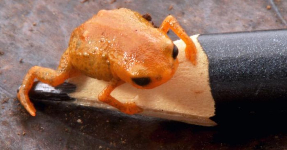 ブラジルの森で「新種のカボチャヒキガエル」を発見
nazology.kusuguru.co.jp/archives/189177

英EHUはブラジルの大西洋岸森林から、カボチャヒキガエルの新種を発見。体長1cmほどで、鮮やかなオレンジ色が特徴的です。