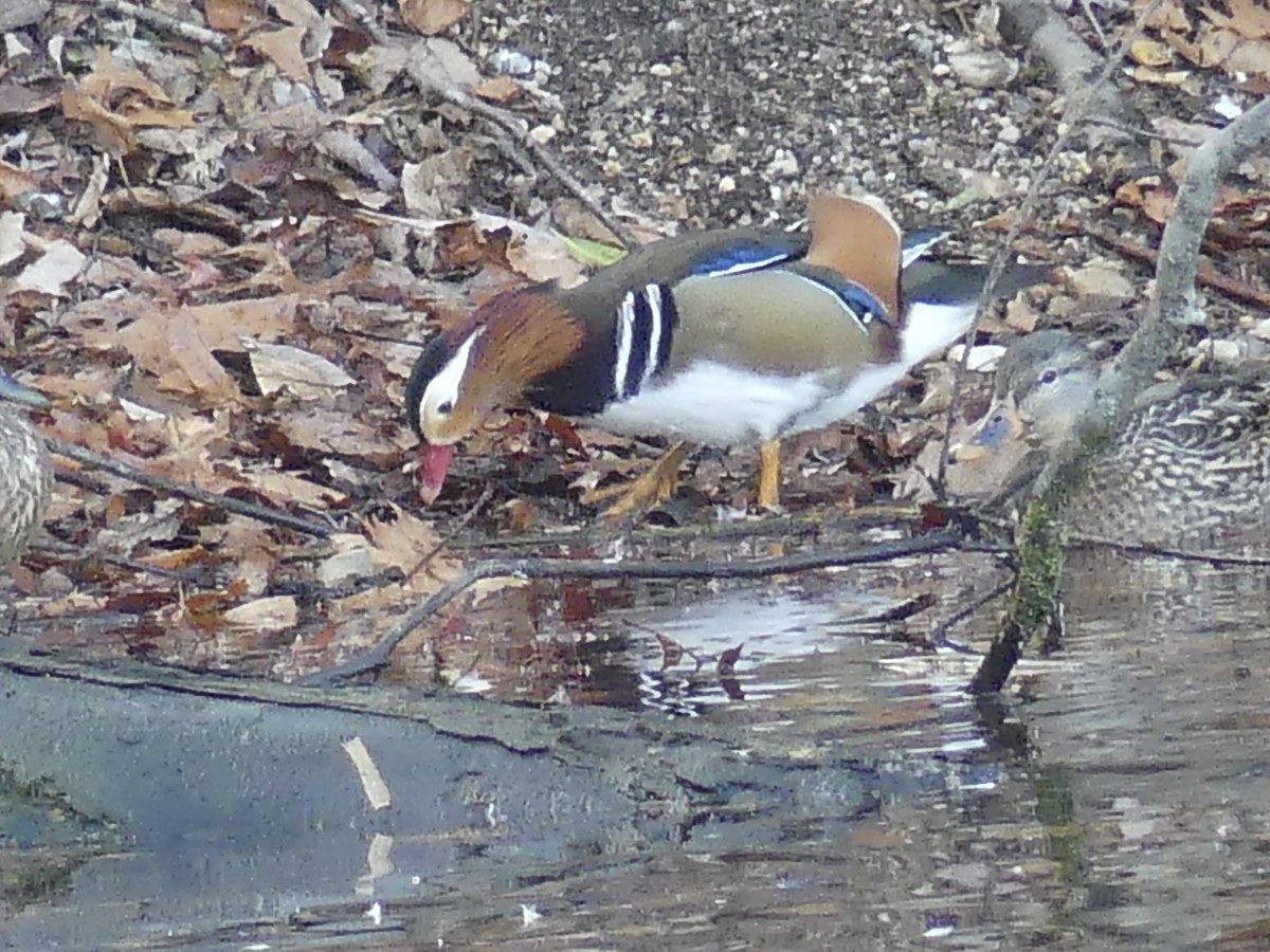 Debora Toth tweet media