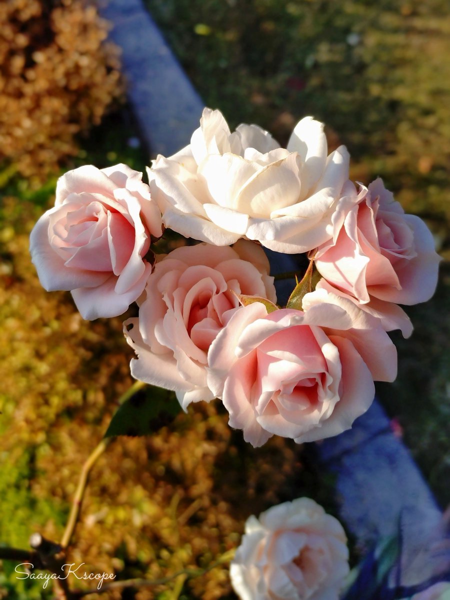 Flower Photo Club Community on X - 4.4K Members