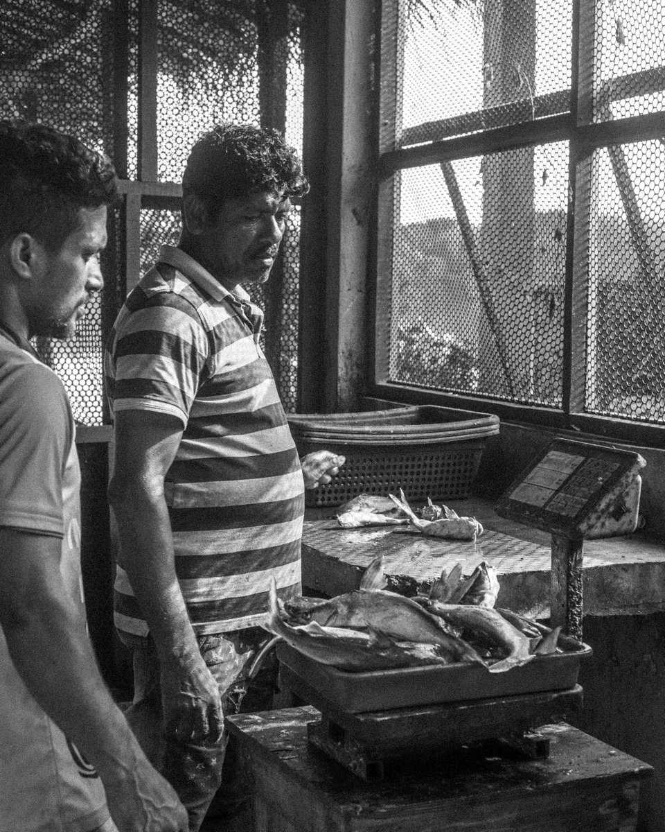morpheus_digi's tweet photo. Most food shoots happen in a kitchen. This one started with a buffalo farmer at dawn.

For Taru Villas Villu, we followed the milk run, went out with fishermen, harvested oysters at low tide, picked wild lime from the backyard. The story of the food is the story of Wilpattu. https://t.co/7xIu5G2TrV