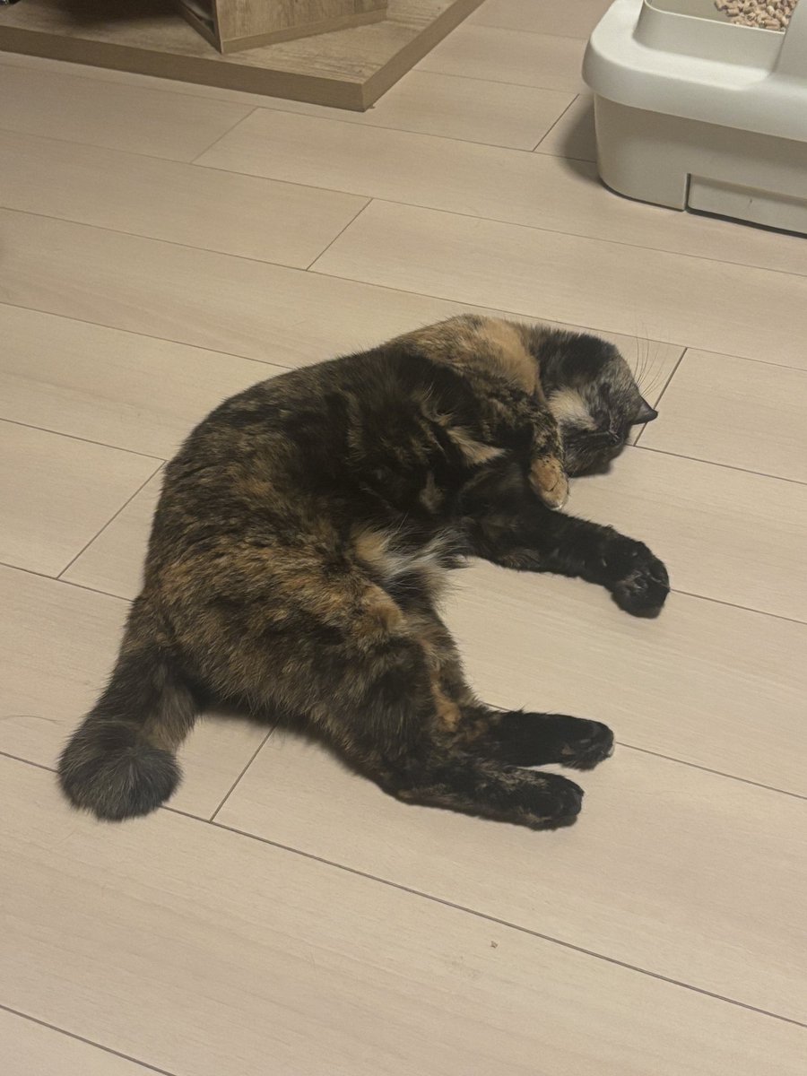 ❤️ アカネコさま❤️ RT @ShimaSasu_cats: 床暖あったかいんだね