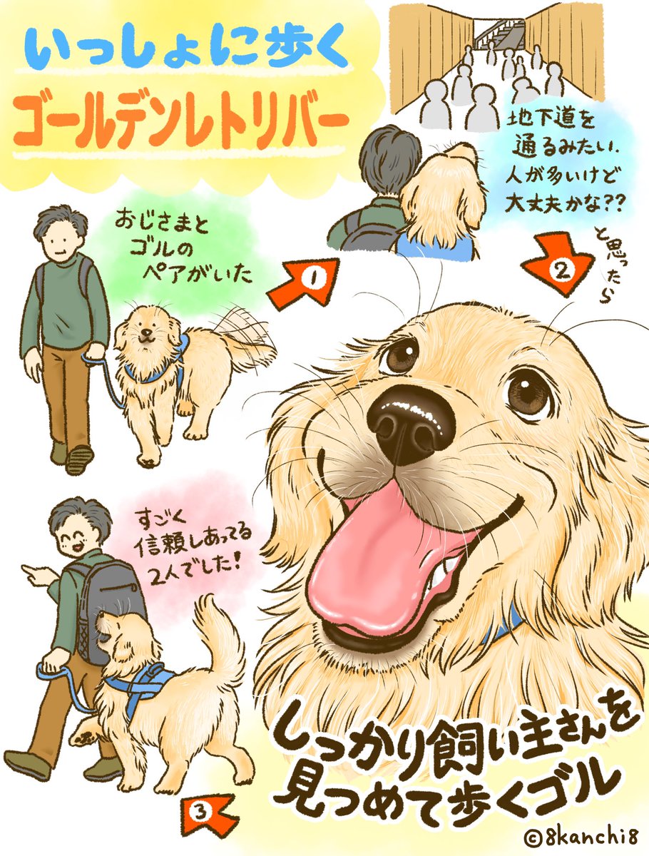 飼い主さんと目を合わせながら歩くゴールデンレトリバー 