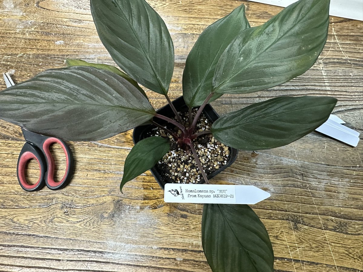 KENZO (@fw_kenzo) / Posts / X