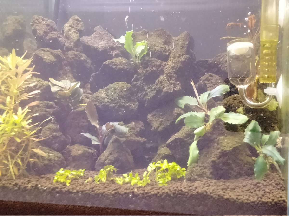 2025年12月11日(木) #ブセ沼 #ブセファランドラ ①#spマジシャン 1株