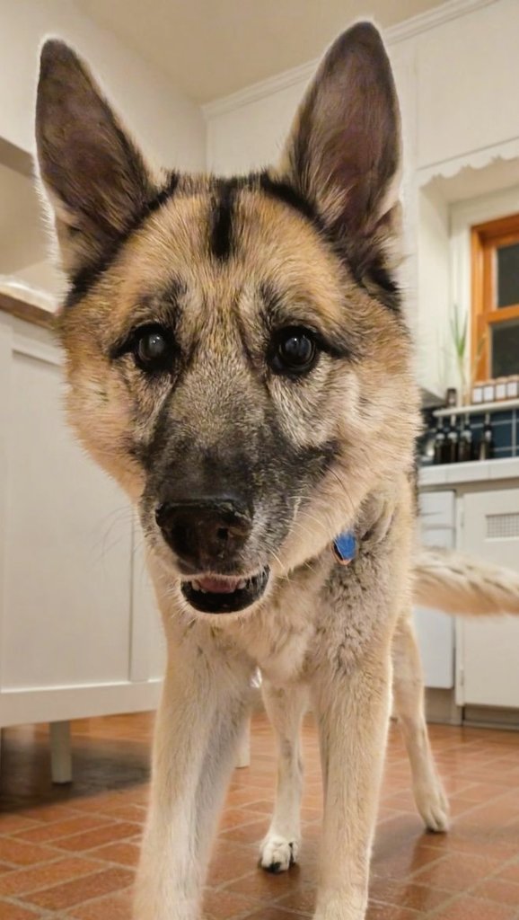 Hemlock, you will be terribly missed.

An incredible friend to me for over ten years, passed peacefully in her sleep tonight surrounded by family at fifteen(!) years of age.

Friends, if you have a photo, a memory, or a clip of my wonderful companion, please share it here.