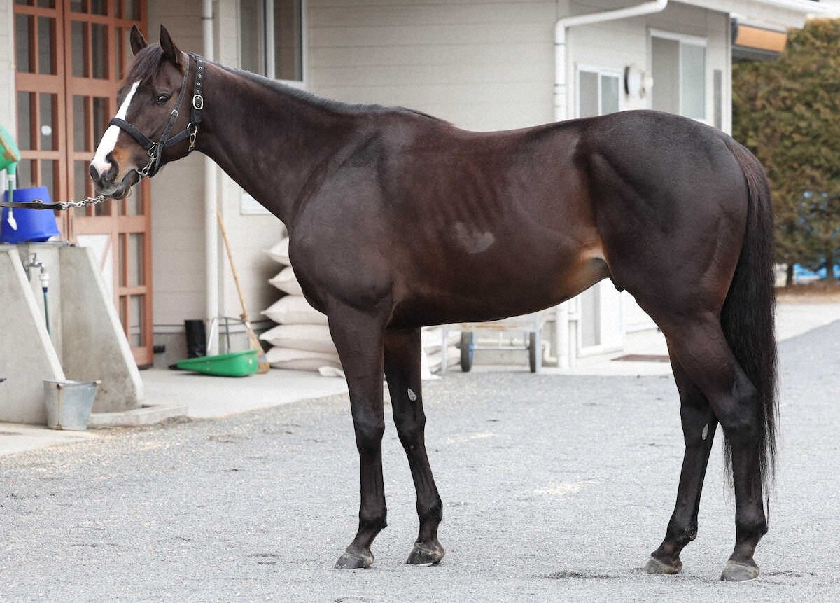 【競馬】2022年ホープフルS覇者・ドゥラエレーデが引退…種牡馬入り
news.livedoor.com/article/detail…

ドゥラエレーデが11日付でJRA競走馬登録を抹消された。今後は種牡馬入りする予定で、けい養先は未定。獲得賞金は2億8330万8200円で、6日の鳴尾記念14着がラストランになった。